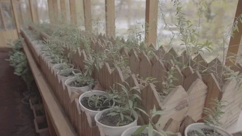 Plant bush in containers 3 Stock Footage 317893166