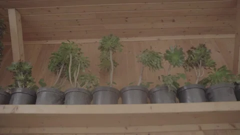Plant bush in containers 5 Video stock 317893174