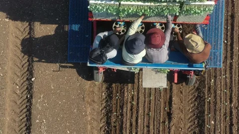 Plant cabbage in the field - Close up Stock Footage 166535005