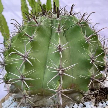 A plant of cacti Stock Photos