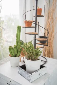 Plant, cactus Stock Photos