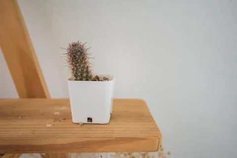 Plant, cactus Stock Photos