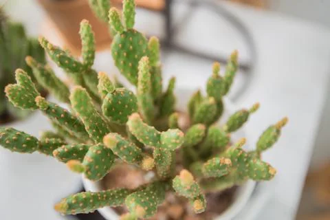 Plant, cactus Stock Photos