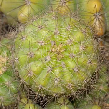 Plant cactus tree Stock Photos