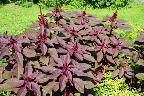 The plant is called Amaranth Stock Photos