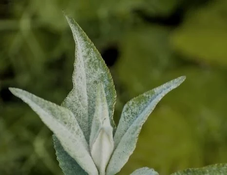 Plant called cloth grass with multiple properties in natural medicine Stock Photos