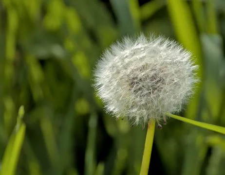 Plant called dandelion in spring Stock Photos