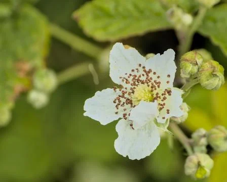 Plant called wild raspberry already flowered Stock Photos