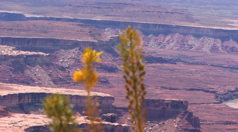 Plant to Canyon Selective Focus HD Stock Footage 40713504