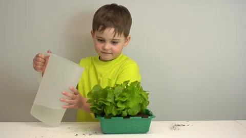 Plant care concept. son's hands are planting houseplant. Repotting the Stock Footage 128783053