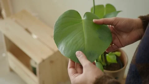 Plant care tips while holding a large leaf indoors Vidéo 340122994