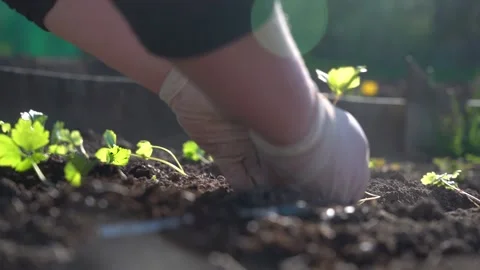 Plant the celery seedlings in the ground with your hands Stock Footage 154366194