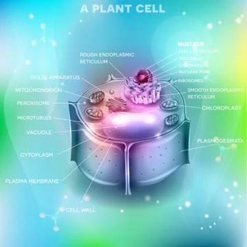 Plant Cell on an abstract light blue background Stock Illustration