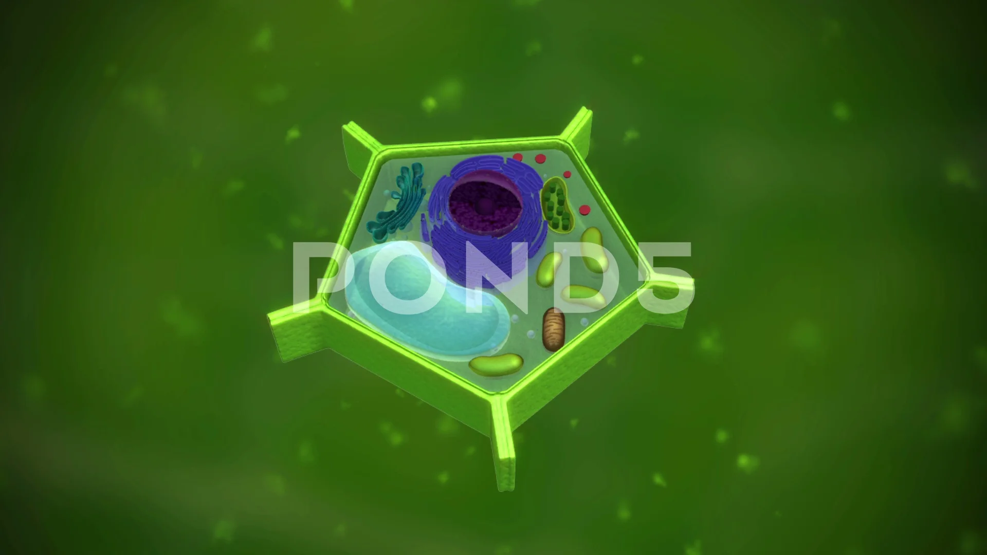 Plant cell anatomy 3D Biology animation ... | Stock Video | Pond5