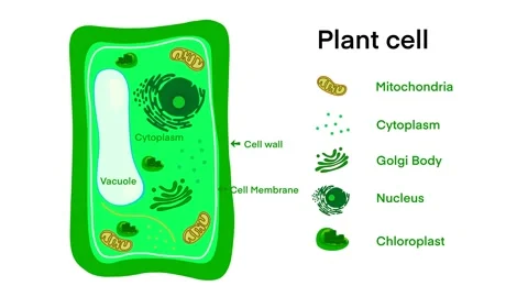 Plant cell anatomy, Common plant cell p... | Stock Video | Pond5