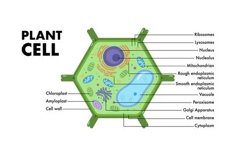 Plant cell anatomy structure. Educational infographic. Stock Illustration