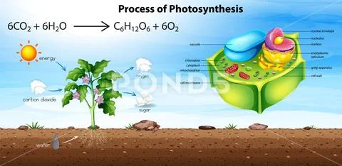 Plant cell anatomy structure: Graphic #234395149