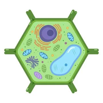 Plant cell anatomy structure isolated on white background. Stock-Illustration