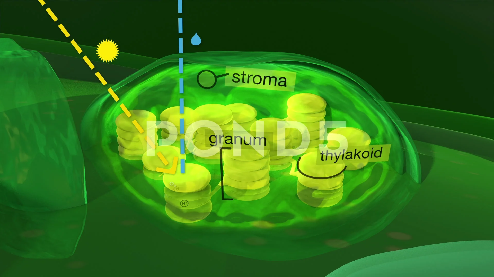 Plant Cell And Chloroplast Anatomy Phot Stock Video Pond5