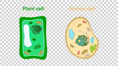 Plant cell, Animal cell structure, structure of a plant cell and an animal cell Stock Illustration
