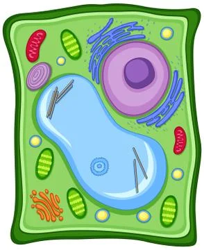Plant cell with cell membrane Stock Illustration