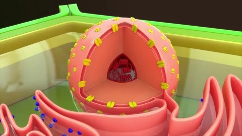Plant cell chromatin.3d rendered Stock Footage 236608213