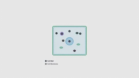 Plant Cell Clean No Text Biology Diagram Animation Alpha 4K Light 스톡 동영상 339528115