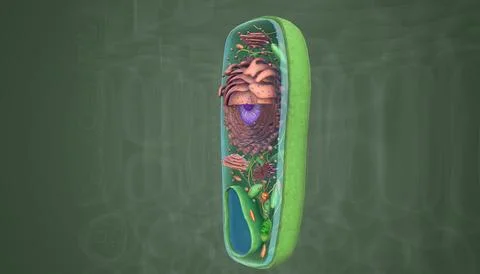 A plant cell is a eukaryotic cell enclosed by a cell wall, containing a membr Stock Illustration