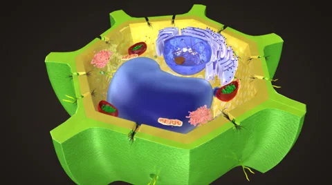 Plant cell Stock Footage 43051783