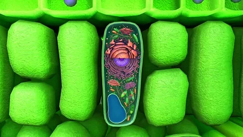 Plant  cell Video stock 315579792