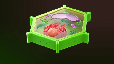 Plant cell full of fluids.3d illustration Stock Footage 236608208