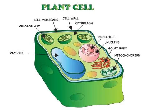 Plant cell Stock Illustration