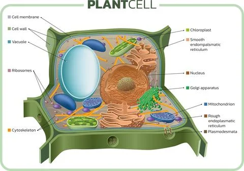 Plant cell Stock Illustration