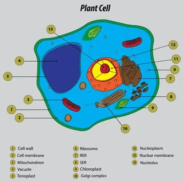 Plant cell labeled vector illustration drawing Illustrazione stock