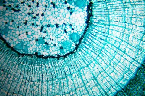 Plant cell in microscope slide. Real shot. Stock Photos