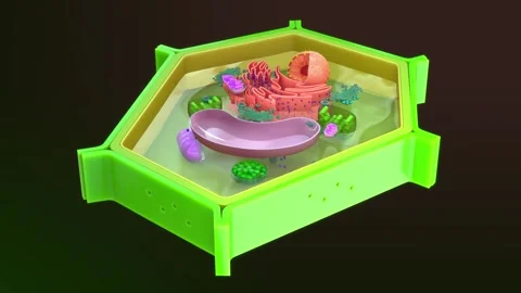 plant cell shrink.3d animation | Stock Video | Pond5