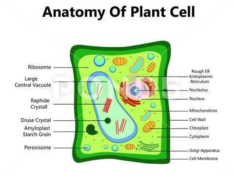 Plant cell structure, anatomy infographic diagram with parts flat ...