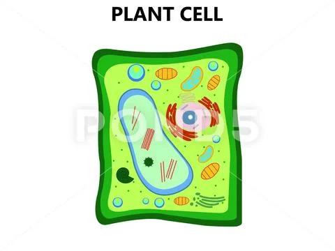 Plant Cell Structure, Anatomy Infographic Diagram With Parts Flat ...