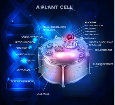 Plant Cell structure and DNA chain Stock Illustration