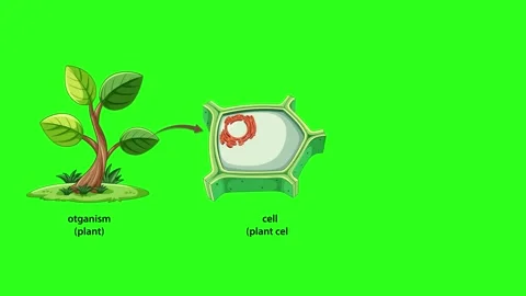 Plant Cell Structure and Function Animation 스톡 동영상 312370157