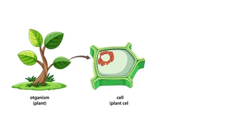 Plant Cell Structure and Function Animation 動画素材 312370167
