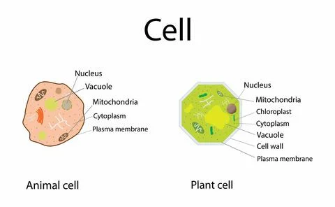 Plant cell structure, Animal cell diagram, Plant Cells and Animal Cells Stock Illustration