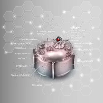 Plant Cell structure, cross section of the cell detailed colorful anatomy Stock Illustration