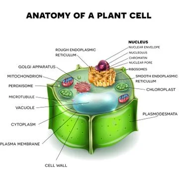 Plant Cell structure Stock Illustration