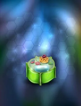 Plant Cell structure Stock Illustration