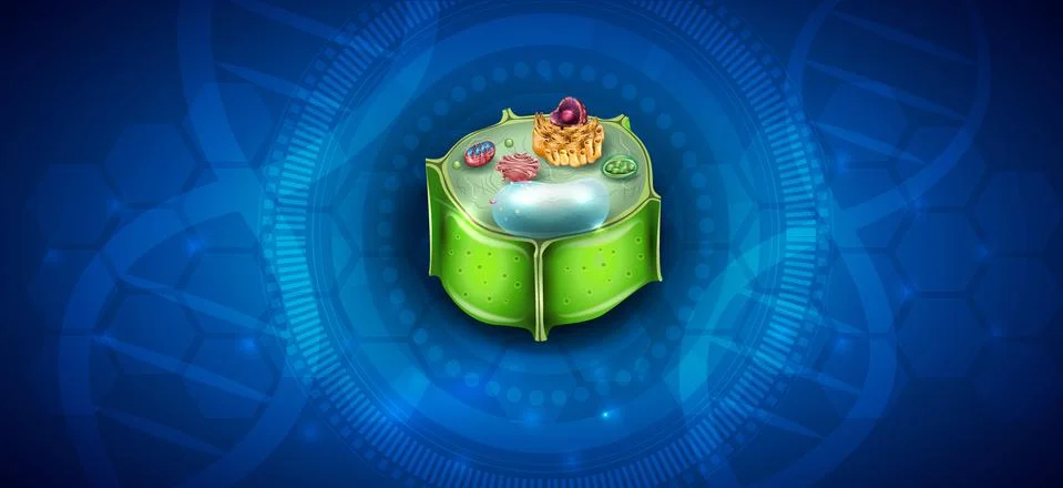 Plant Cell structure Stock Illustration