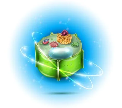 Plant Cell structure Stock Illustration
