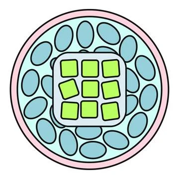 Plant cell structure showing chloroplasts and nucleus Stock-Illustration