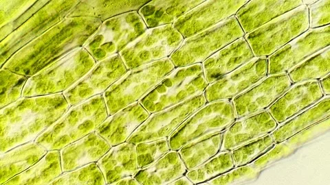Plant Cell Structures in Moss Leaf Microscopy, 400x Video stock 320457550