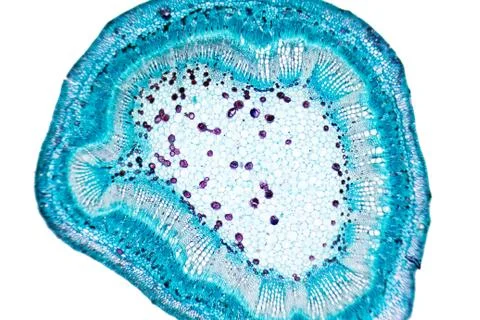 Plant cells 스톡 사진
